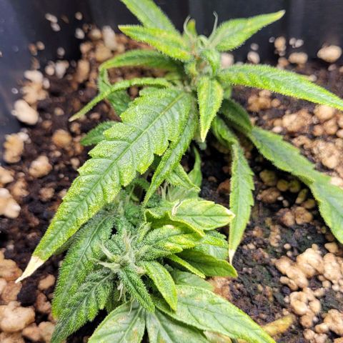 Cristiane growlog timeline photo