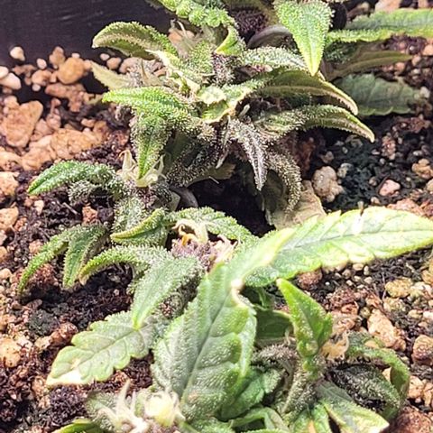 Cristina growlog timeline photo