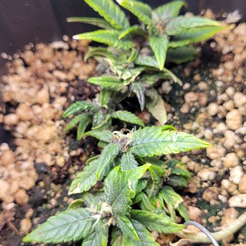 Cristina growlog timeline photo