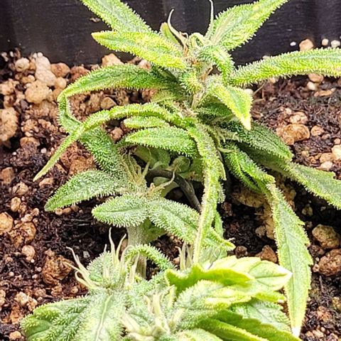 Cristiane growlog timeline photo
