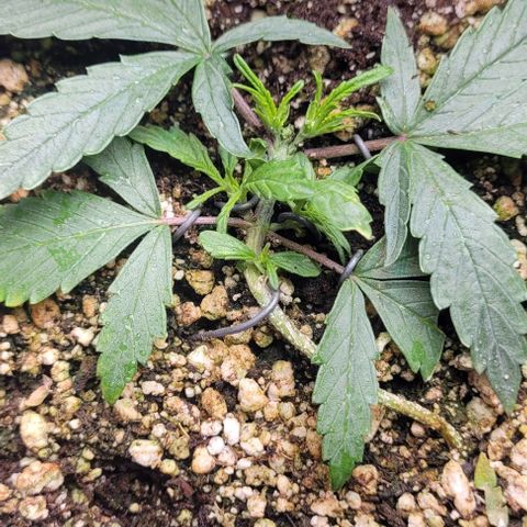 C.O.P 3 growlog timeline photo