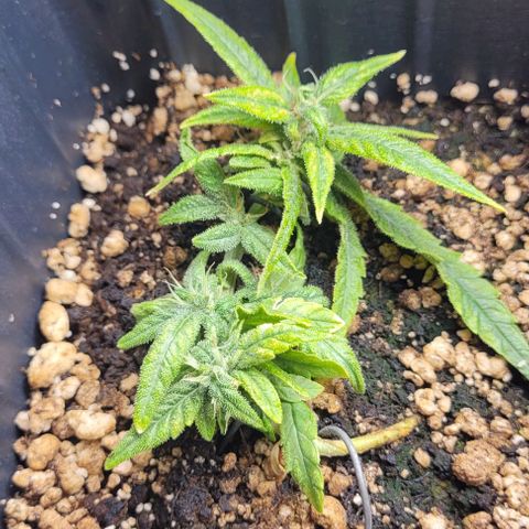 Cristiane growlog timeline photo