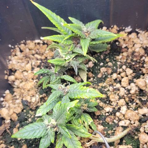 Cristina growlog timeline photo