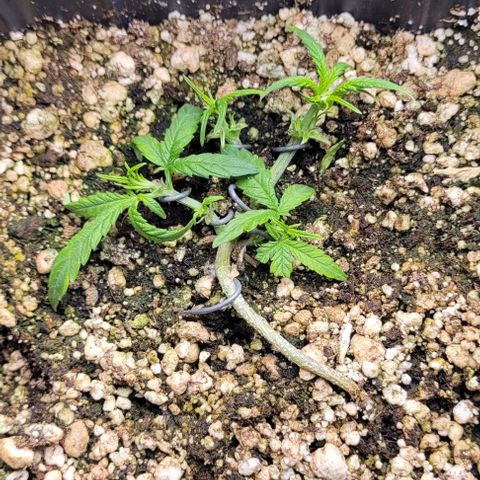 C.O.P 3 growlog timeline photo