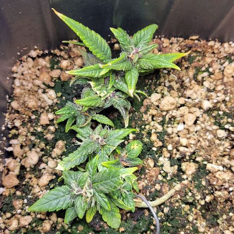 Cristina growlog timeline photo
