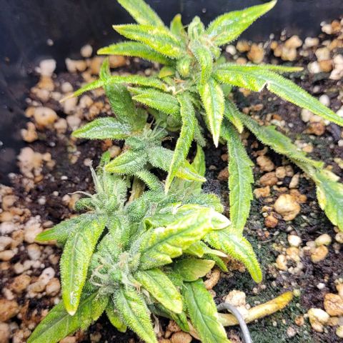 Cristiane growlog timeline photo