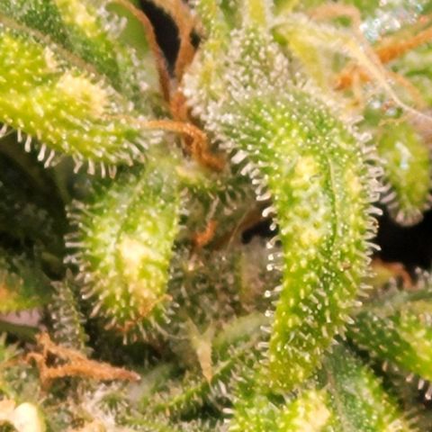 Cristiane growlog timeline photo