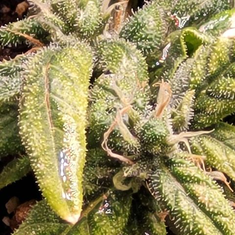 Cristiane growlog timeline photo