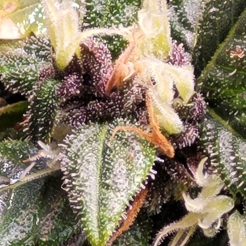 Cristina growlog timeline photo
