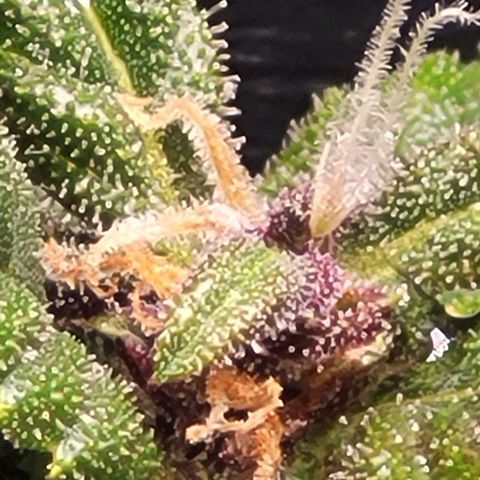 Cristina growlog timeline photo