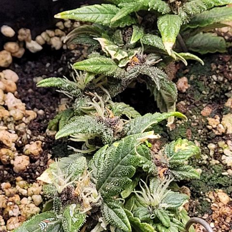 Cristina growlog timeline photo