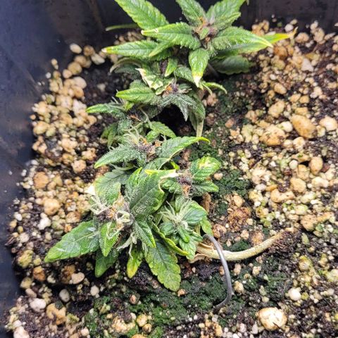 Cristina growlog timeline photo