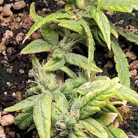 Cristiane growlog timeline photo