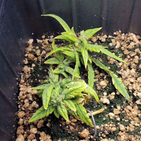 Cristiane growlog timeline photo