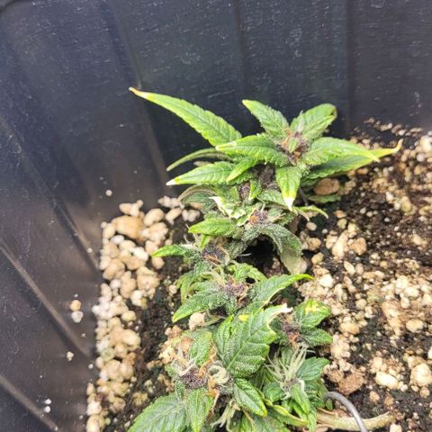 Cristina growlog timeline photo