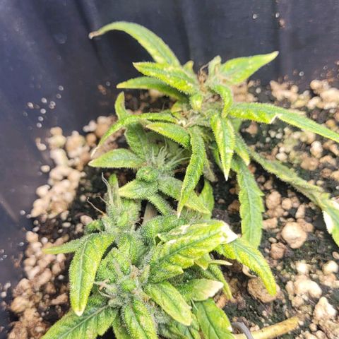Cristiane growlog timeline photo
