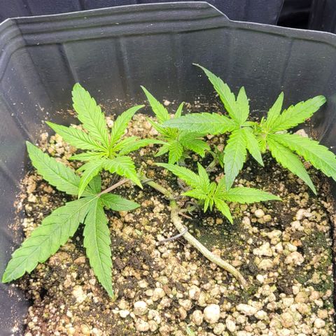 C.O.P 3 growlog timeline photo