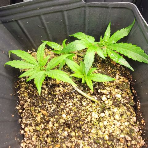 C.O.P 3 growlog timeline photo