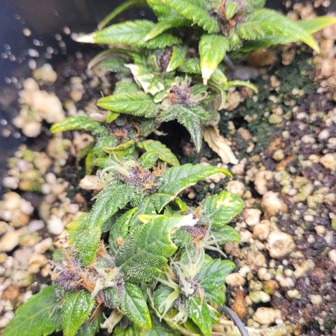 Cristina growlog timeline photo
