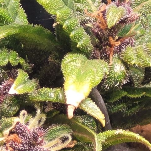 Cristina growlog timeline photo