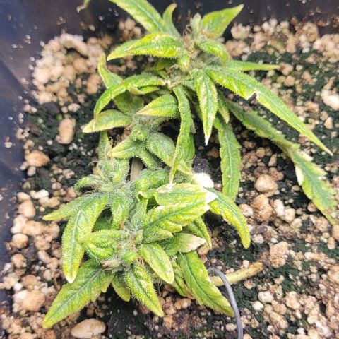 Cristiane growlog timeline photo