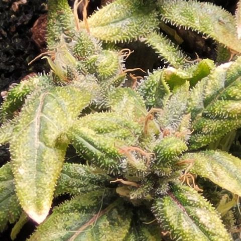 Cristiane growlog timeline photo