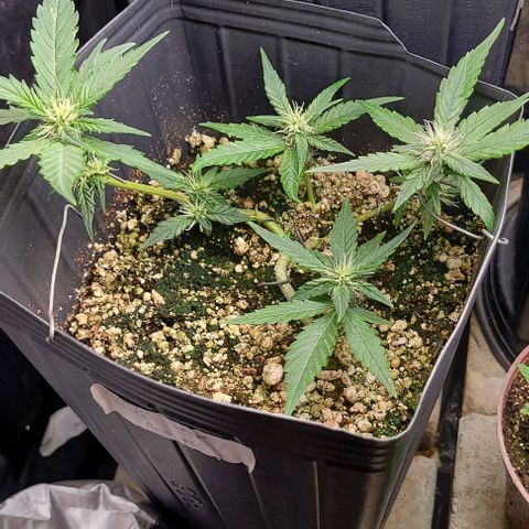C.O.P 3 growlog timeline photo