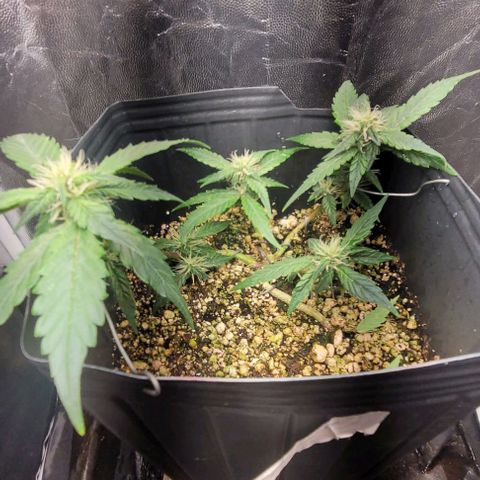 C.O.P 3 growlog timeline photo