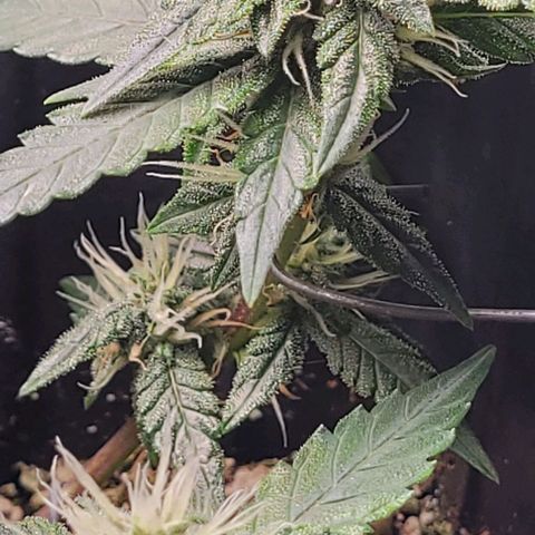 C.O.P 3 growlog timeline photo