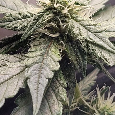 C.O.P 3 growlog timeline photo