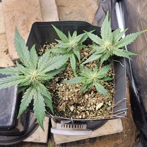 C.O.P 3 growlog timeline photo