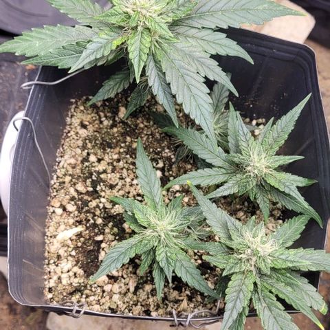 C.O.P 3 growlog timeline photo