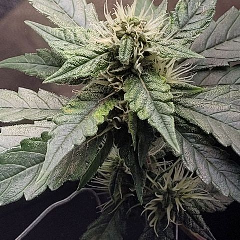 C.O.P 3 growlog timeline photo