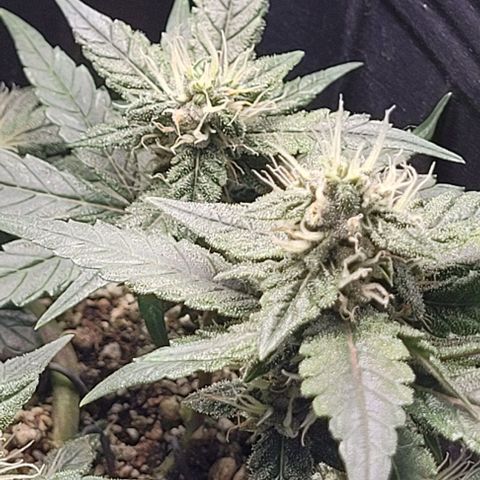C.O.P 3 growlog timeline photo