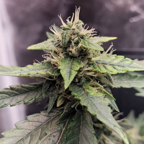 C.O.P 3 growlog timeline photo