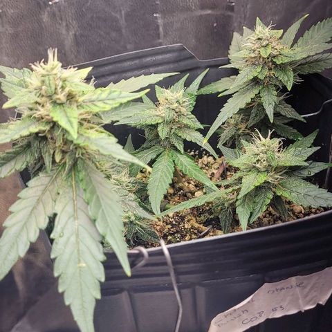 C.O.P 3 growlog timeline photo