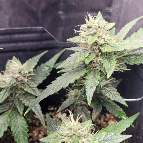 C.O.P 3 growlog timeline photo