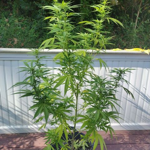 Bubblegum OG Kush growlog photo: Had to trim the yellowin leaves off