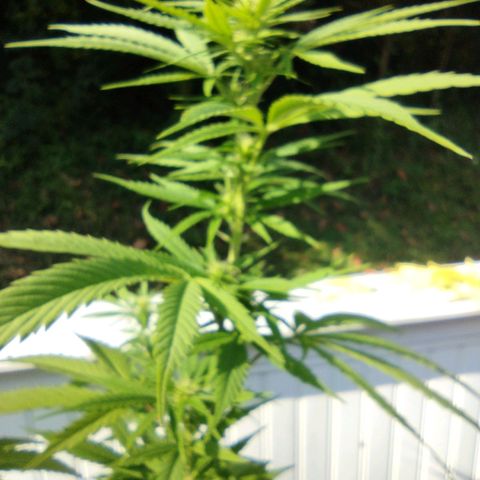 Bubblegum OG Kush growlog photo: Had to trim the yellowin leaves off