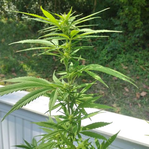 Bubblegum OG Kush growlog photo: Had to trim the yellowin leaves off