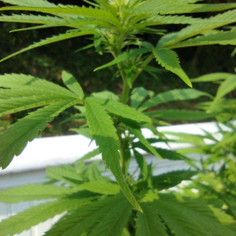 OG Bubble Gum growlog photo: Trimming yellowin leaves off & gal. Water 