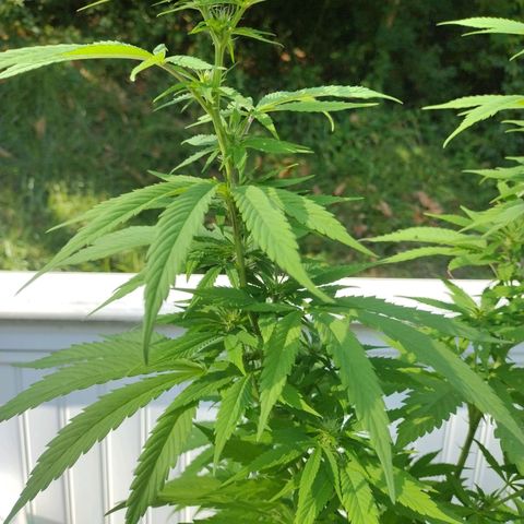 OG Bubble Gum growlog photo: Trimming yellowin leaves off & gal. Water 