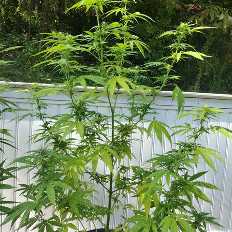 OG Bubble Gum growlog photo: Trimming yellowin leaves off & gal. Water 