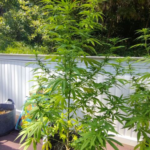 OG Bubble Gum growlog photo: Trimming yellowin leaves off & gal. Water 