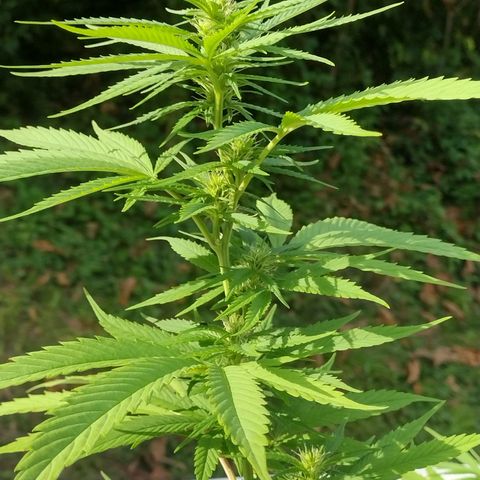 OG Bubble Gum growlog photo: 2 teaspoon to a gal. Water/ every other watering 