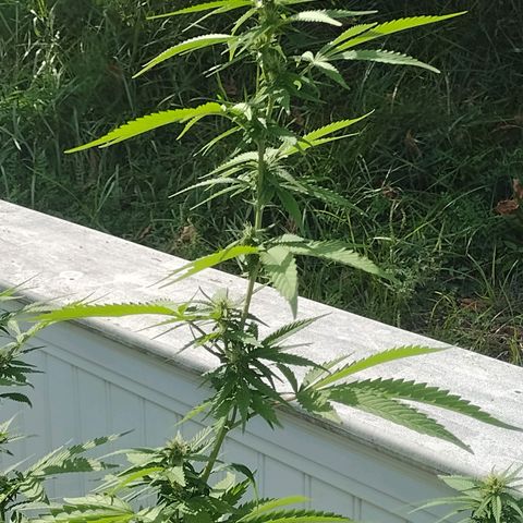OG Bubble Gum growlog photo: 2 teaspoon to a gal. Water/ every other watering 