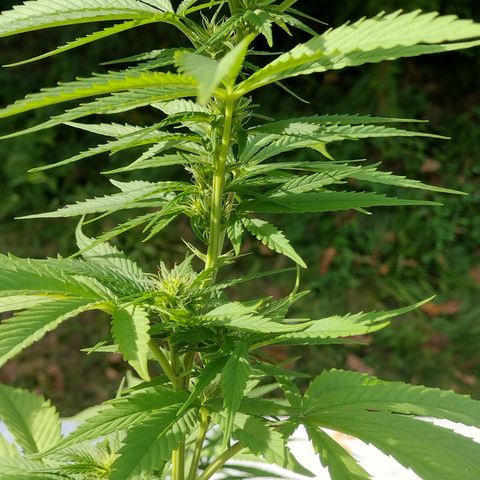 OG Bubble Gum growlog photo: 2 teaspoon to a gal. Water/ every other watering 