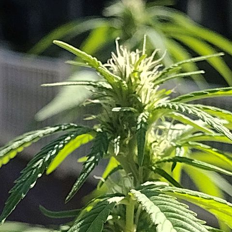 OG Bubble Gum growlog photo: 2 teaspoon to a gal. Water/ every other watering 