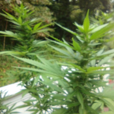 OG Bubble Gum growlog photo: Trimmed off yellowin leaves not to much water just enough to mix the nutrients it's going to be raining all day today