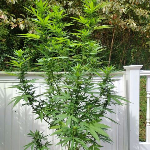 OG Bubble Gum growlog photo: Trimmed off yellowin leaves not to much water just enough to mix the nutrients it's going to be raining all day today